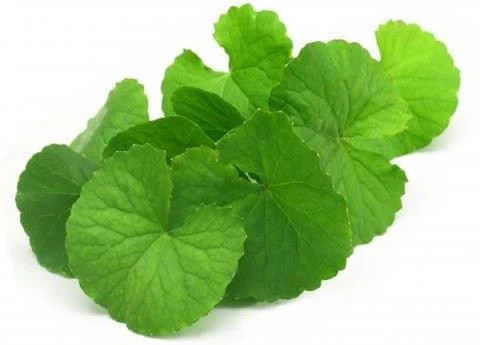 What is Centella Asiatica