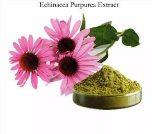 Echinacea کے نچوڑ