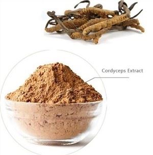 کورڈیسیپس پاؤڈر بلک