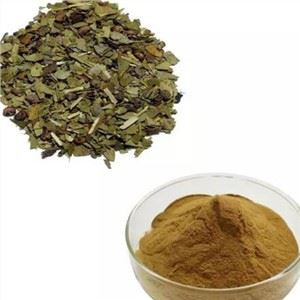 Ilex Paraguariensis Leaf Extract